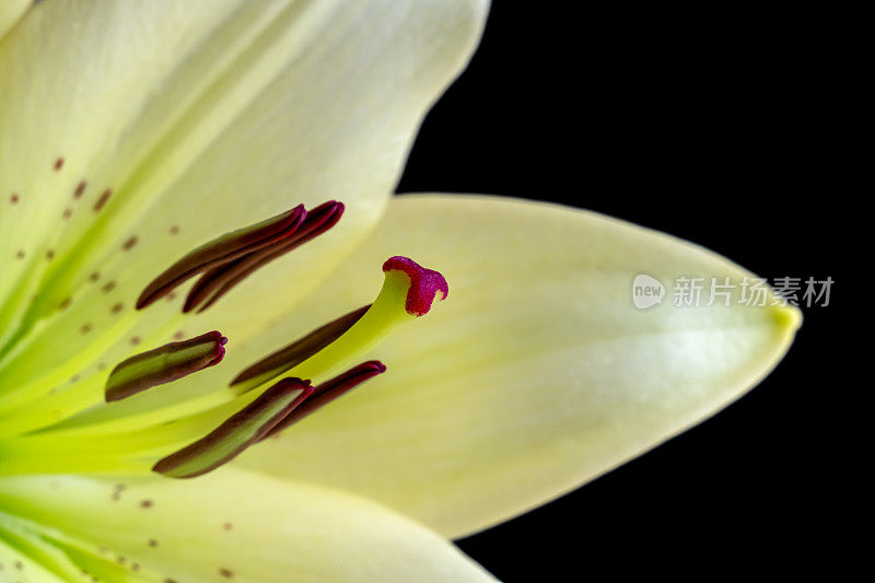 复活节百合(Lilium longiflorum)在平原背景上的特写